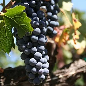 Aglianico del Vulture grape clusters — the great red wine of Basilicata