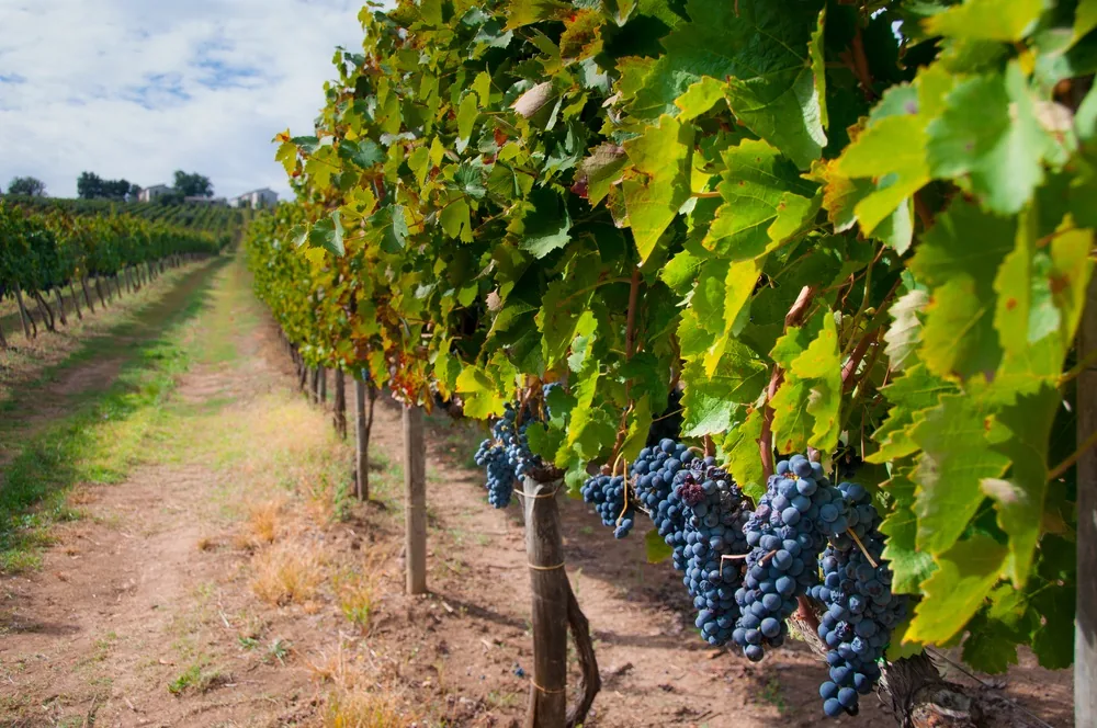 Aglianico del Vulture vineyard on the volcanic slopes of Monte Vulture, Basilicata Italy