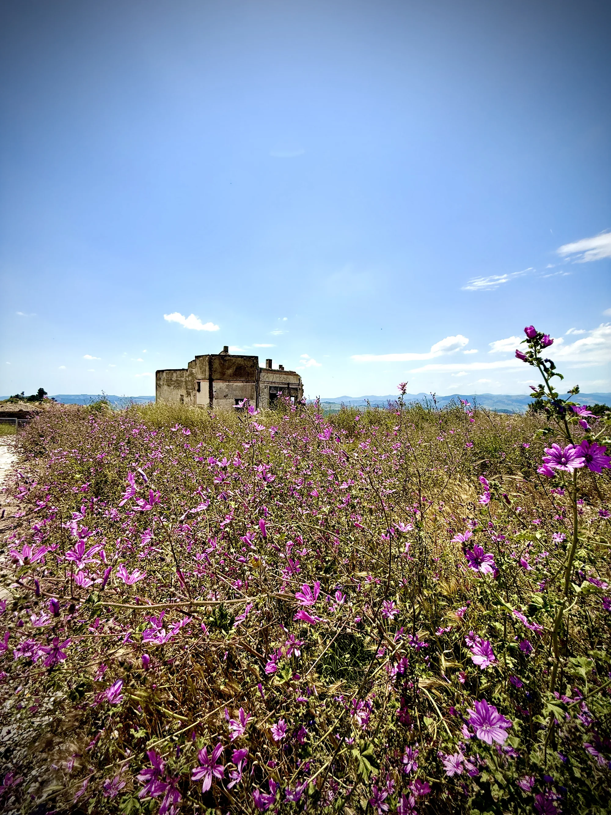 Purple wildflowers and abandoned farmhouse in the Basilicata interior, southern Italy